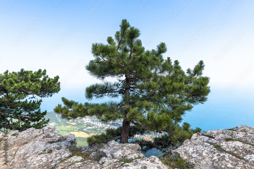 Beautiful coniferous tree on a Ah-Petri mountain in Crimea Beautiful coniferous tree on a Ah-Petri mountain in Crimea