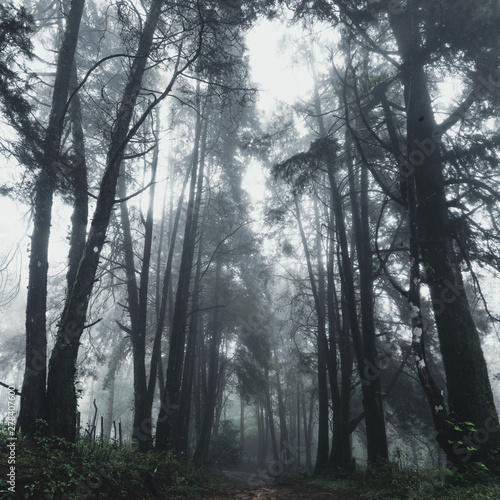 Forest Rain and fog On the Moutain 