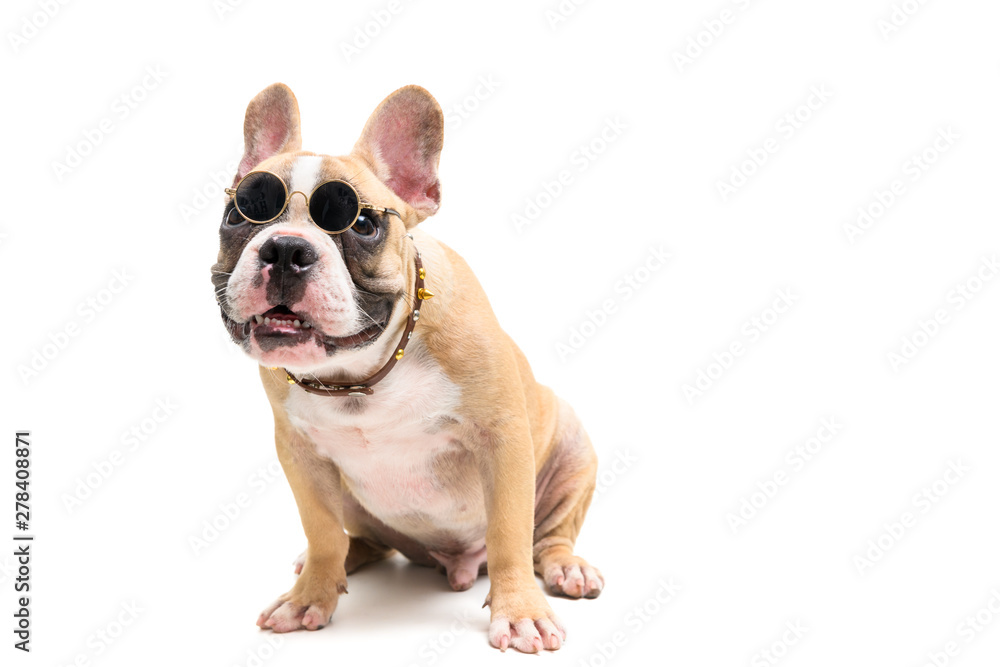 cute french bulldog wear glasses and sitting cute french bulldog wear glasses and sitting