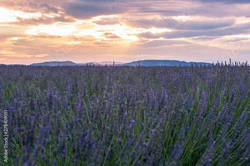 French landscape - Valensole. Sunset over the fields of lavender in the Provence  France .