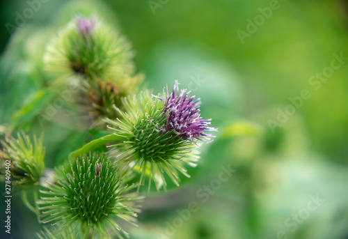 Burdock flowers close up on a blurred background