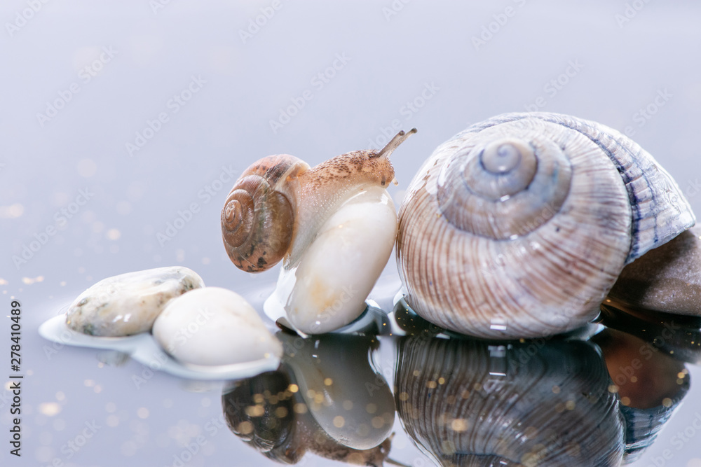 Macro beautiful forest wild snail sits on a large shell spiral on water with stones and reflection Macro beautiful forest wild snail sits on a large shell spiral on water with stones and reflection