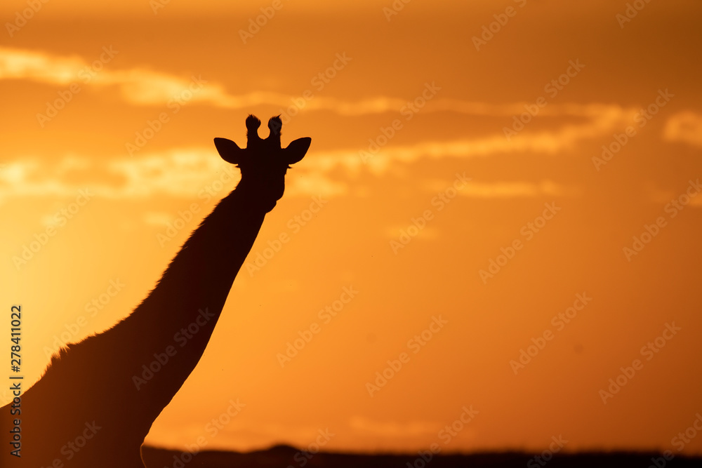 A silhouette of Giraffe walking with setting sun in the background inside Masai Mara National Reserve during a wildlife safari A silhouette of Giraffe walking with setting sun in the background inside Masai Mara National Reserve during a wildlife safari