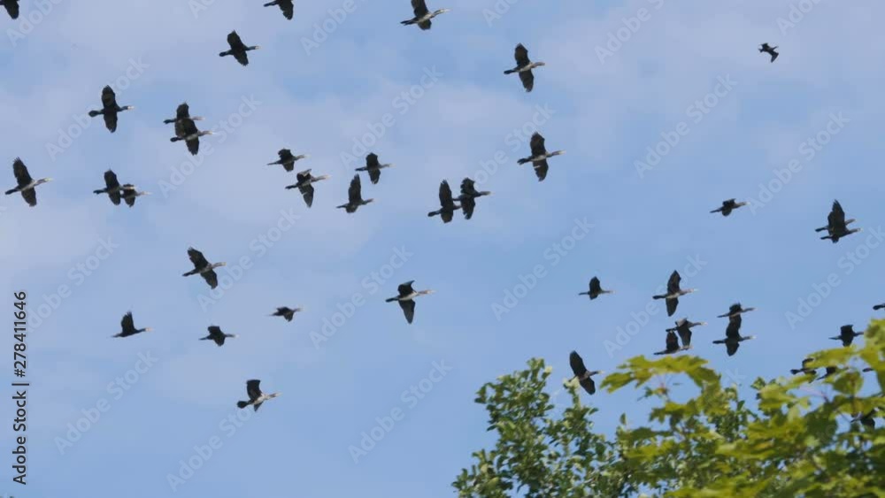 Flock of geese flying in an imperfect formation. Slow motion. Birds Geese flying in formation, Blue sky background. Migrating Greater birds flying in Formation . Big Flock of birds. Flock of geese flying in an imperfect formation. Slow motion. Birds Geese flying in formation, Blue sky background. Migrating Greater birds flying in Formation . Big Flock of birds.