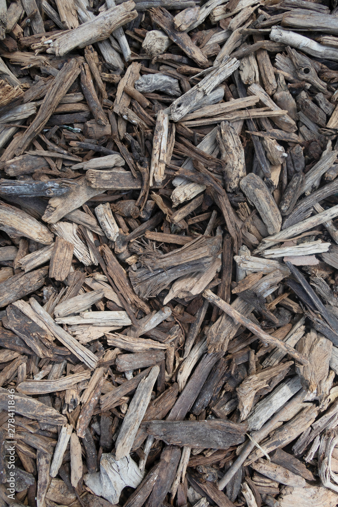 Wooden tree sticks forming a texture Wooden tree sticks forming a texture