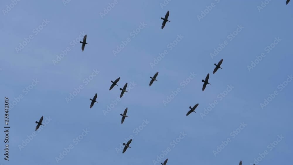 Flock of geese flying in an imperfect formation. Slow motion. Birds Geese flying in formation, Blue sky background. Migrating Greater birds flying in Formation . Big Flock of birds. Flock of geese flying in an imperfect formation. Slow motion. Birds Geese flying in formation, Blue sky background. Migrating Greater birds flying in Formation . Big Flock of birds.