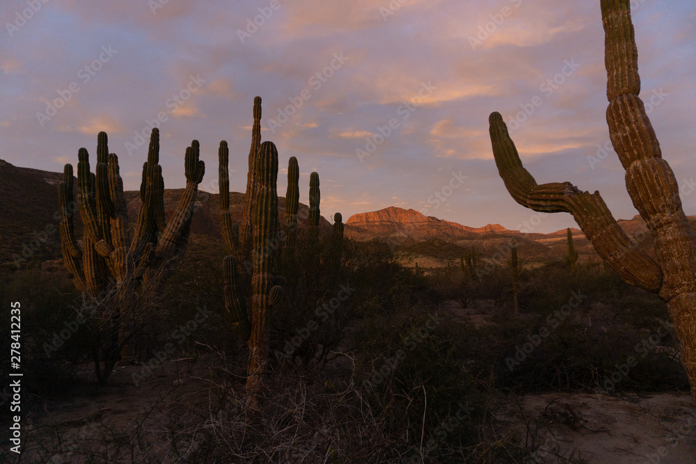 SILHOUETTE OF A HUGE MEXICAN CACTUS AT SUNSET