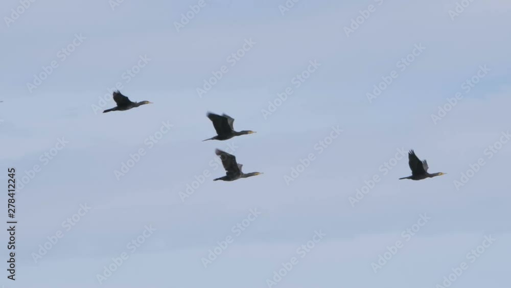 Flock of geese flying in an imperfect formation. Slow motion. Birds Geese flying in formation, Blue sky background. Migrating Greater birds flying in Formation . Follow leaders. Flock of geese flying in an imperfect formation. Slow motion. Birds Geese flying in formation, Blue sky background. Migrating Greater birds flying in Formation . Follow leaders.
