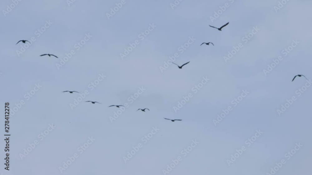 Flock of geese flying in an imperfect formation. Slow motion. Birds Geese flying in formation, Blue sky background. Migrating Greater birds flying in Formation . Follow leaders. Flock of geese flying in an imperfect formation. Slow motion. Birds Geese flying in formation, Blue sky background. Migrating Greater birds flying in Formation . Follow leaders.