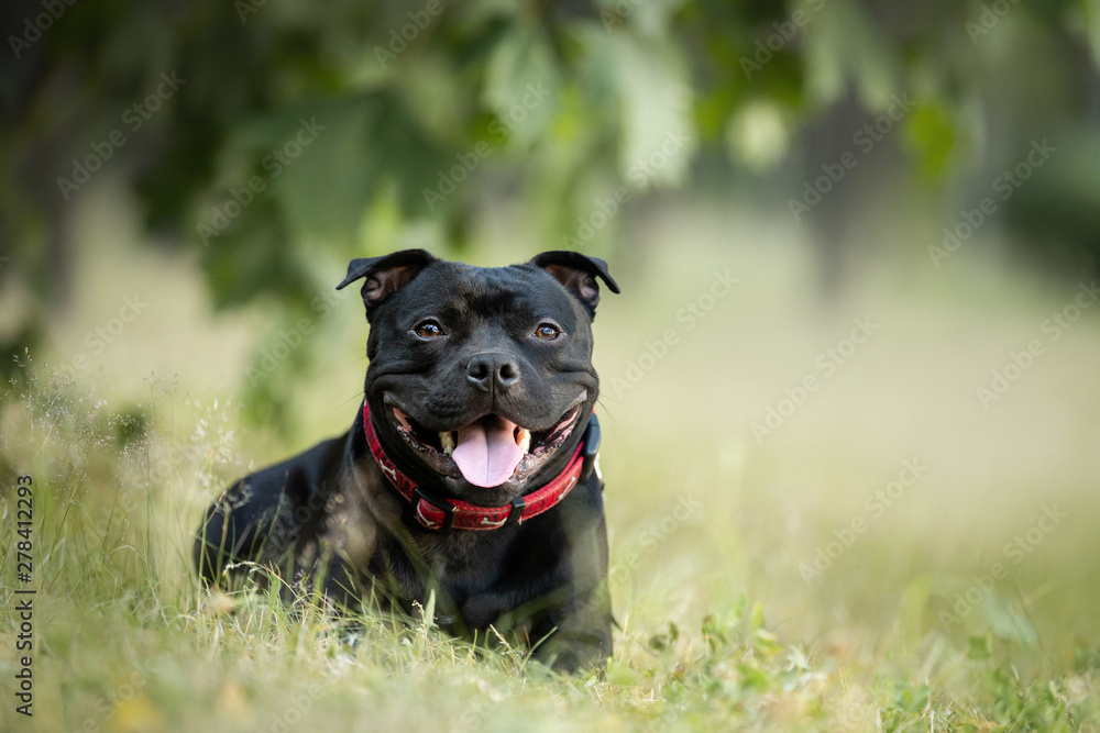 English staffordshire bullterrier dog lying in the grass in summer English staffordshire bullterrier dog lying in the grass in summer