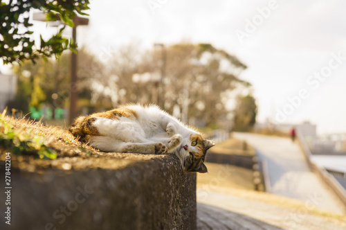 猫