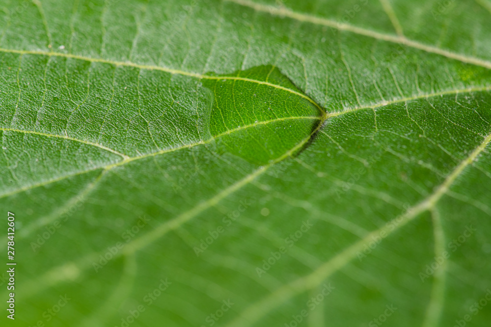 Close up Macro shot of a leaf tree in the middle of a drop of water that glistens in the sun. Close up Macro shot of a leaf tree in the middle of a drop of water that glistens in the sun.