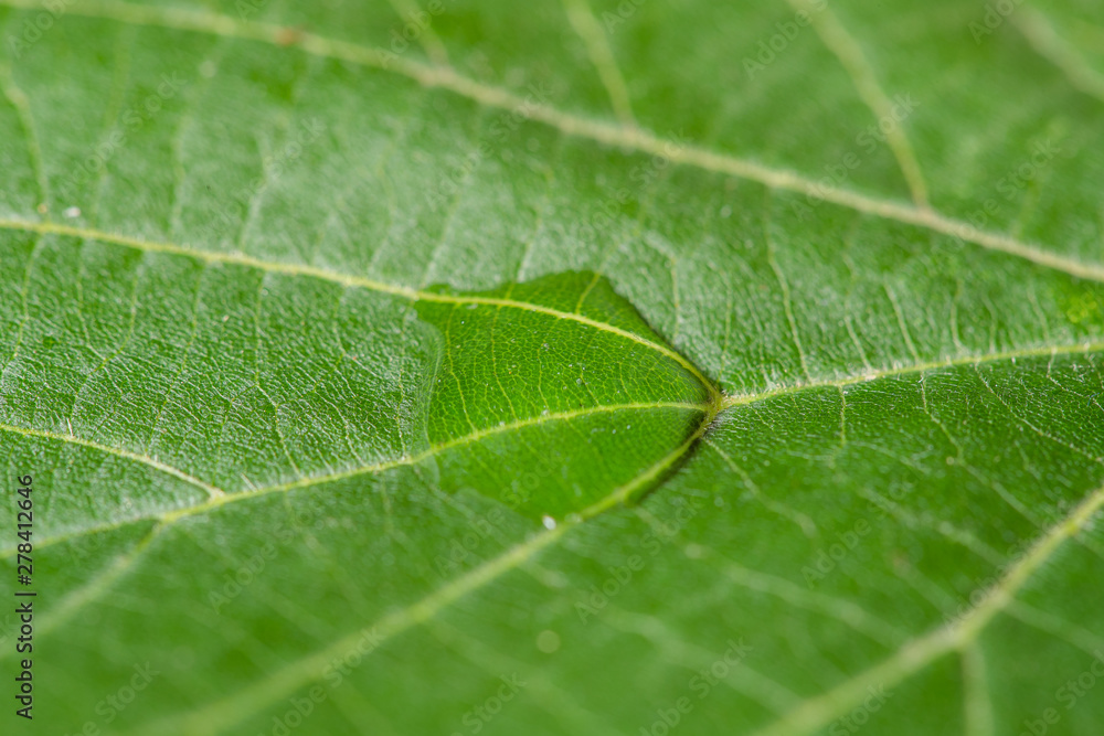 Close up Macro shot of a leaf tree in the middle of a drop of water that glistens in the sun. Close up Macro shot of a leaf tree in the middle of a drop of water that glistens in the sun.