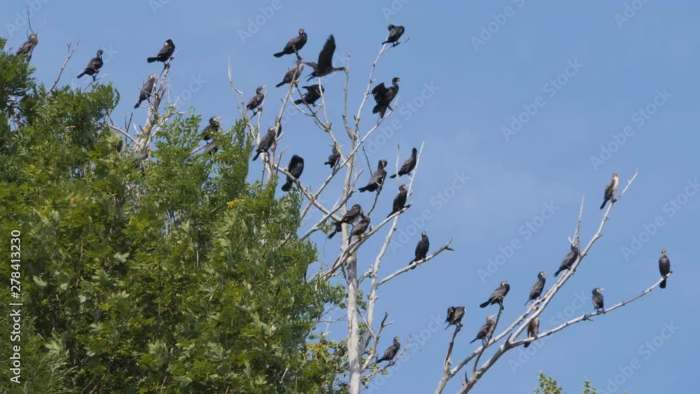 Many birds on the tree.. Slow motion. Birds Geese flying in formation, Blue sky background. Migrating Greater bird flying in Formation. Flock of Birds on branch. Many birds on the tree.. Slow motion. Birds Geese flying in formation, Blue sky background. Migrating Greater bird flying in Formation. Flock of Birds on branch.