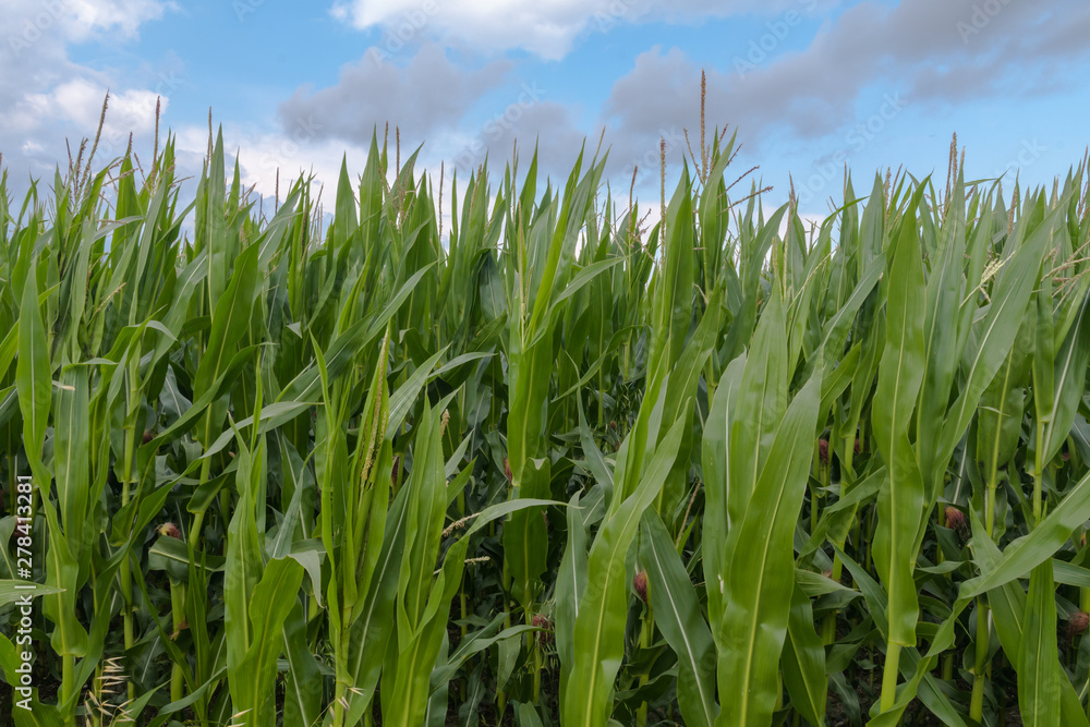 Maisfeld in Blüte vor blauen Himmel mit Wolken