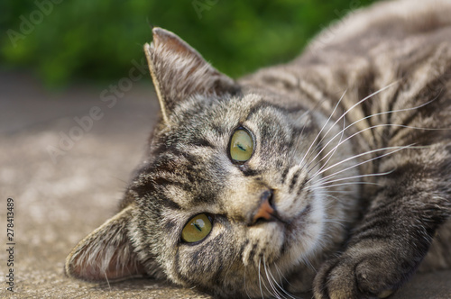 猫