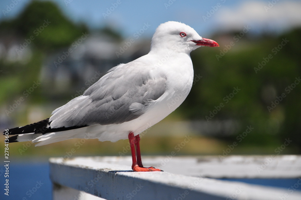 Fototapeta premium seagull on a pier