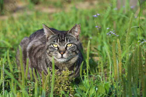 猫