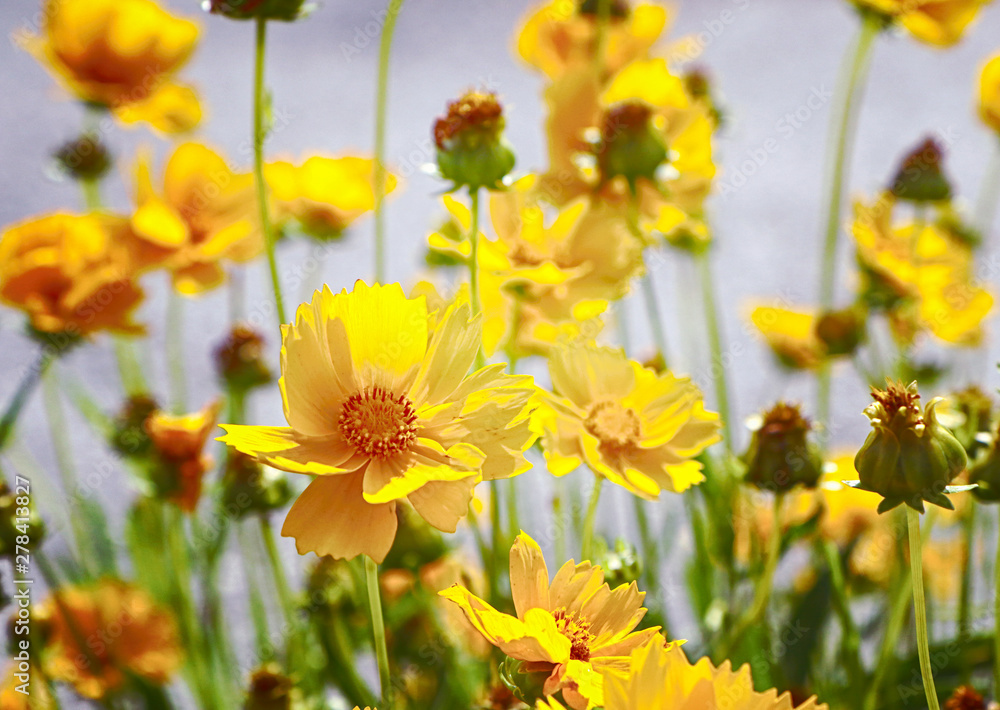 Bright yellow daisy wildflowers in a summer meadow with blurred background Bright yellow daisy wildflowers in a summer meadow with blurred background
