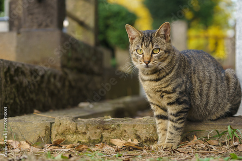 猫