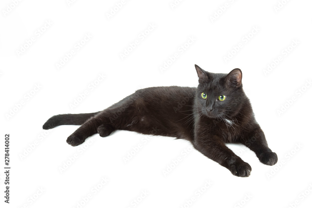 The adult black cat lies on a white background The adult black cat lies on a white background