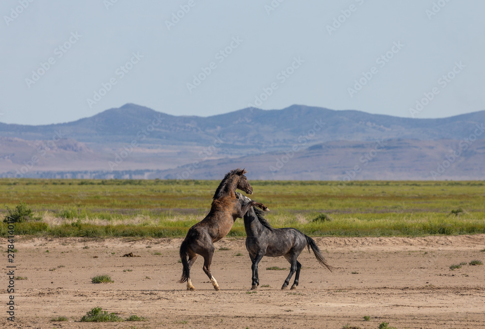 Naklejka premium Wild Horse Stallions Fighting in the Desert