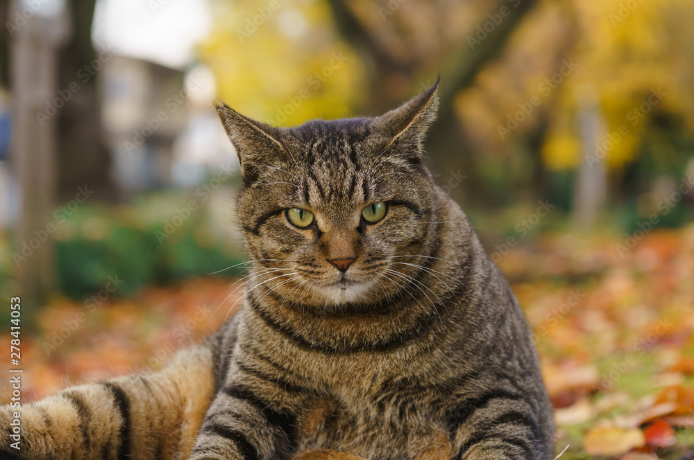 Fototapeta premium 猫