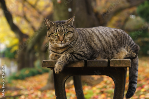 猫