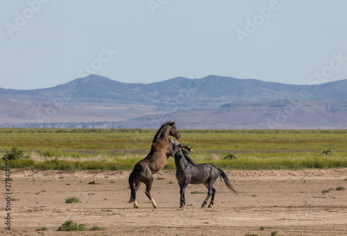 Wild Horse Stallions Fighting in the Desert