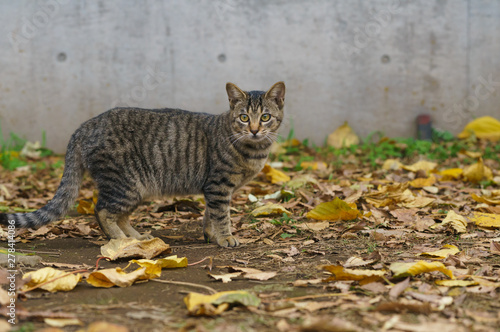 猫