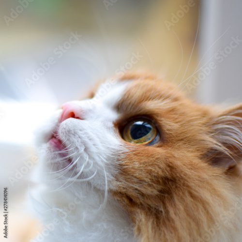 white with red fluffy cat breed Siberian with beautiful yellow eyes