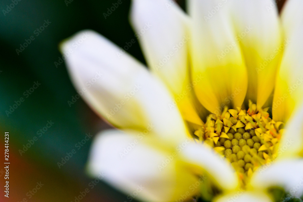 Obraz premium close up of yellow flower