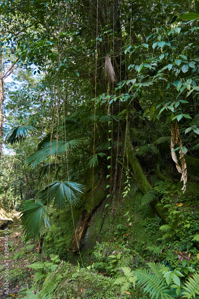 Fototapeta premium Beautiful Jungle Landscaspes and blue pools of Warter at Reach Falls Jamaica