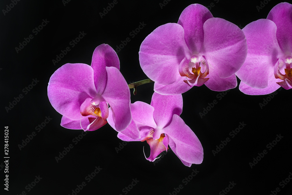 Obraz premium lilac orchid flower