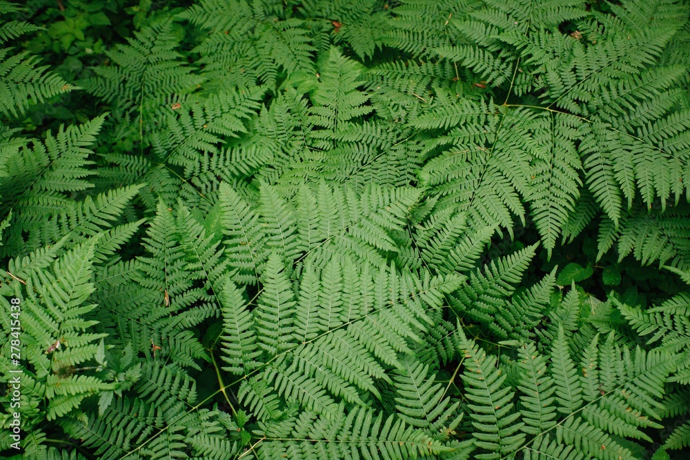 Large green bush fern in the forest. Background from the leaves of plants