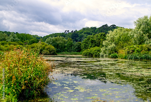 river in the forest