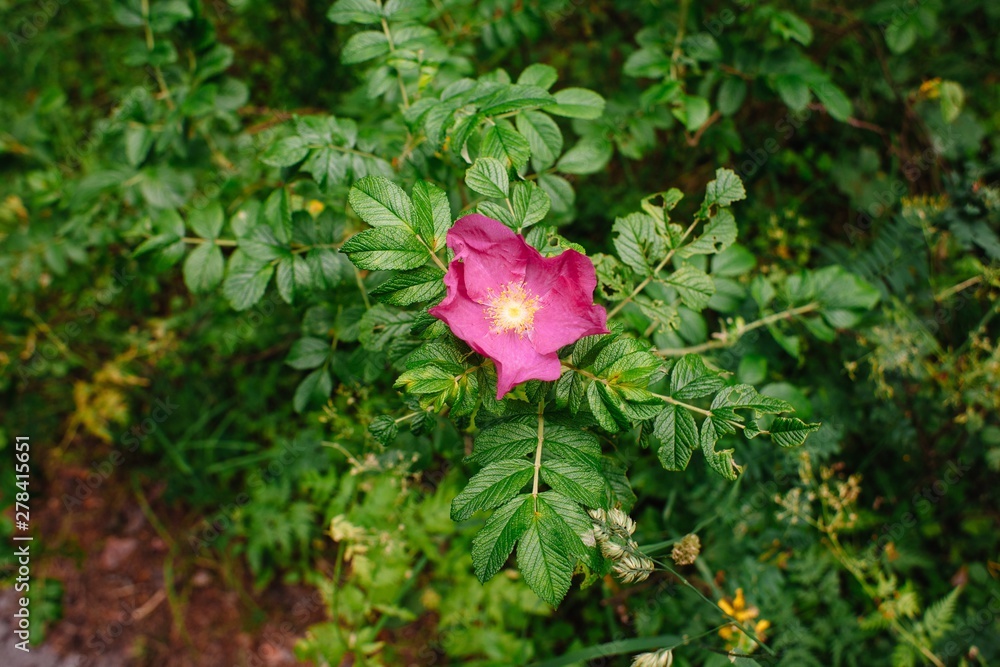 Rosehip flower with pink petals on a green shrub clearly shows the inflorescence and texture of leaves