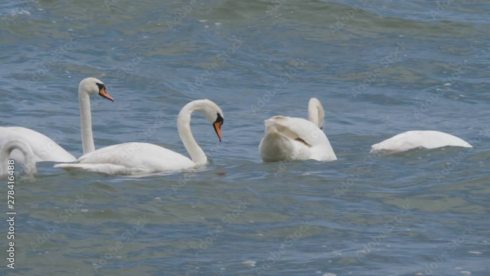 White swans in calm sea water along surf line of beach. Slow motion. Family of a pair of swans with grown-up chicks floating in sea, in against a background of small waves on the surface of sea.4K White swans in calm sea water along surf line of beach. Slow motion. Family of a pair of swans with grown-up chicks floating in sea, in against a background of small waves on the surface of sea.4K