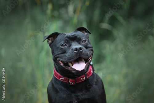 Print op canvas Cute and happy black staffordshire bull terrier sitting in the forest