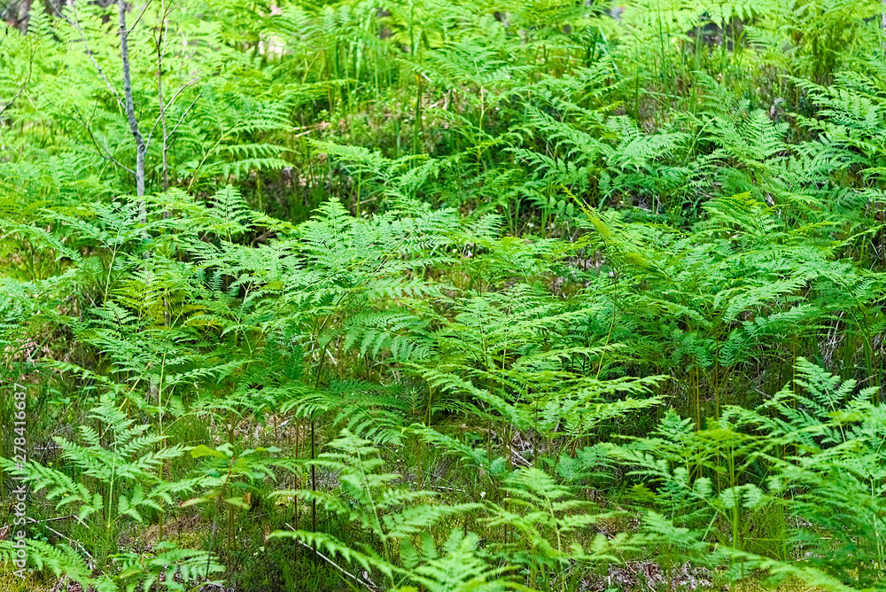 Fern thickets in the forest. Fern thickets in the forest.