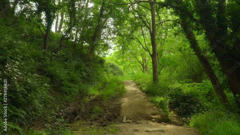 Advance through leafy path. Point of view Advance through leafy path. Point of view