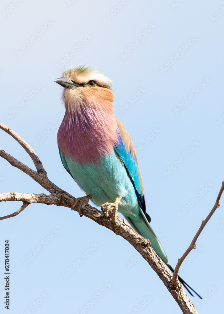 Lilac-breasted roller isolated against a clear blue sky