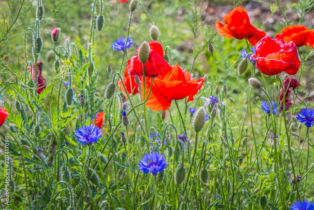 Obraz premium Field of poppy flowers and cornflowers 