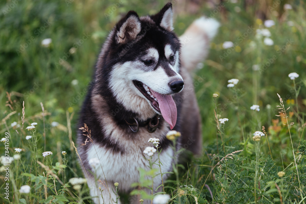 Husky dog on a meadow in lush green grass looking into the distance with his tongue sticking out.