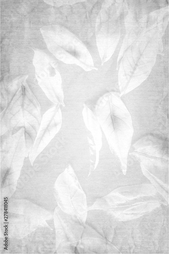 Beautiful abstract close up color white and black tree leaves on the white isolated background and wallpaper