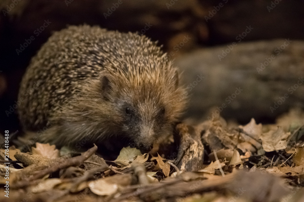 Night walk of the hedgehog