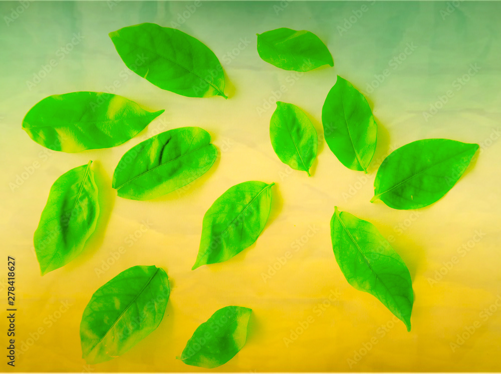 Beautiful abstract color yellow and green tree leaves on the white and yellow isolated background and wallpaper Beautiful abstract color yellow and green tree leaves on the white and yellow isolated background and wallpaper
