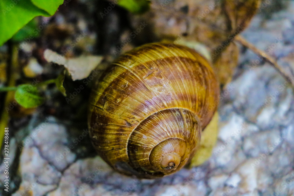 Common brown garden snail on stone. Pest for gardening.