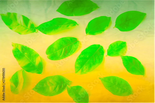 Beautiful abstract color yellow and green tree leaves on the white and yellow isolated background and wallpaper