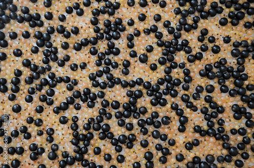 Background of black and white currant berries